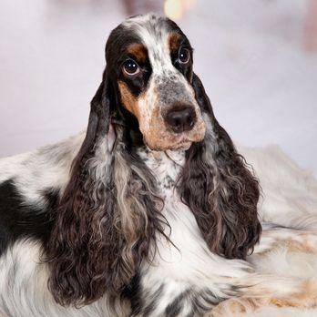 Shadowcatcher Imagery - Professional English Cocker Spaniel pet portrait by Escondido dog photographer specializing in timeless dog photography - Session Photography Near Me - Escondido, California Shadowcatcher Imagery - Professional English Cocker Spaniel pet portrait by Escondido dog photographer specializing in timeless dog photography - Session Photography Near Me - Escondido, California