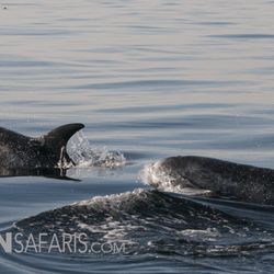 Ocean Safaris - Risso Dolphins