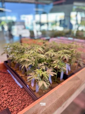 The Artist Tree Weed Dispensary & Lounge Hawthorne by null
