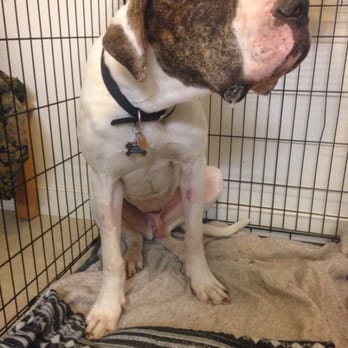 Ideal Pet Care - Finally home in his bed and feeling back to his normal, playful self! - Veterinarians Near Me - Richlands, North Carolina Ideal Pet Care - Finally home in his bed and feeling back to his normal, playful self! - Veterinarians Near Me - Richlands, North Carolina