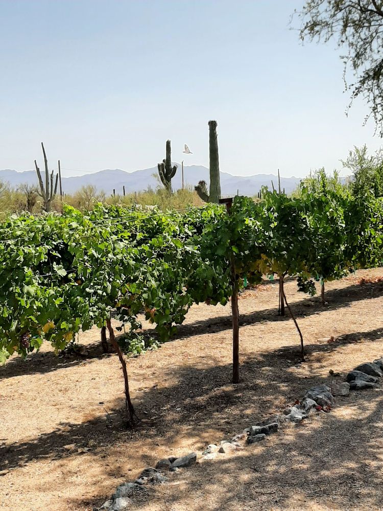 OLD PUEBLO CELLARS 82 Photos & 43 Reviews 10088 N Saint Patrick Rd