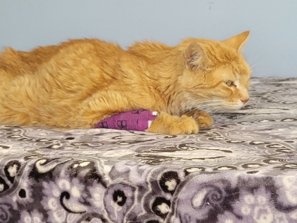 Paws-2-Help Image
