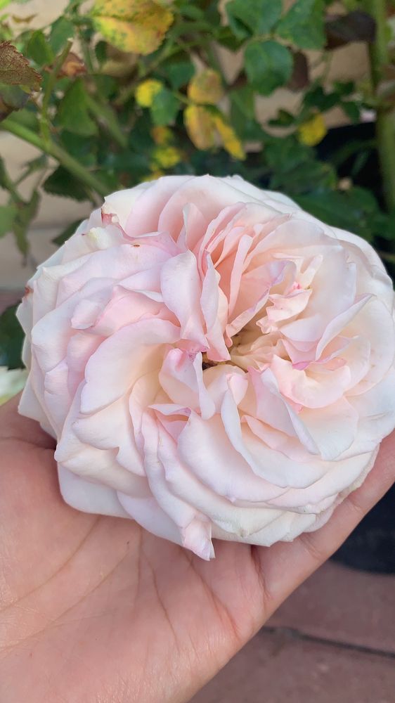 LOMA BONITA NURSERY Updated April 2024 47 Photos 652 N Thompson Ave, Nipomo, California