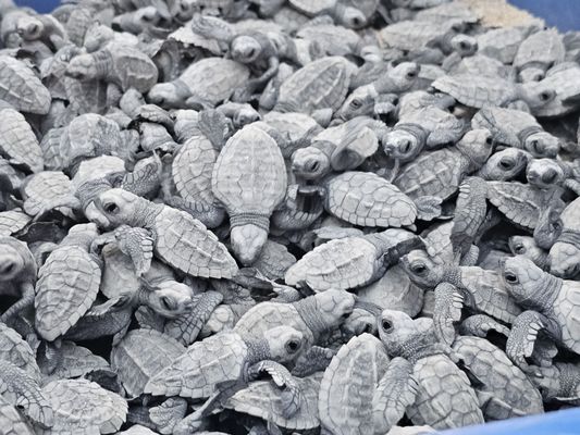 Pueblo Bonito Pacifica Golf & Spa Resort by null