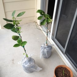 Rio Grande Nursery - N-33 navel orange trees.