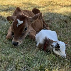 Abbey Farms