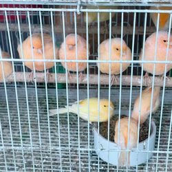 Pet Central