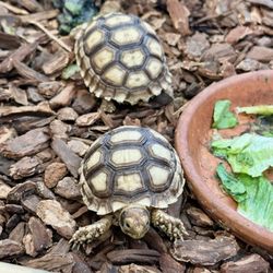 Bill's Birds & Pets