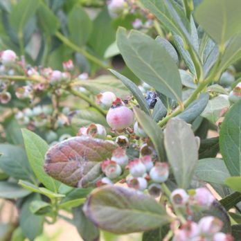 Temecula Berry - Farms Near Me - Temecula, California