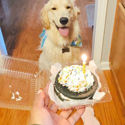 Woof Gang Bakery & Grooming - Cake from the bakery fire to my dog