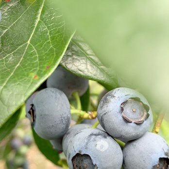 Henna Blueberry Farm - Farms Near Me - Carnation, Washington Henna Blueberry Farm - Farms Near Me - Carnation, Washington
