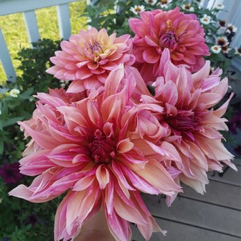 Lane County Farmers Market - Dahlias purchased at the Farmers Market - Fruits & Veggies Near Me - Eugene, Oregon Lane County Farmers Market - Dahlias purchased at the Farmers Market - Fruits & Veggies Near Me - Eugene, Oregon
