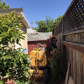 One Two Tree Care - Grinding the tree stump. - Tree Services Near Me - Fremont, California One Two Tree Care - Grinding the tree stump. - Tree Services Near Me - Fremont, California