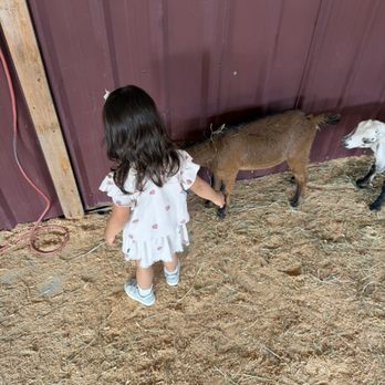 Swans Trail Farms - Goat petting area - Pumpkin Patches Near Me - Snohomish, Washington