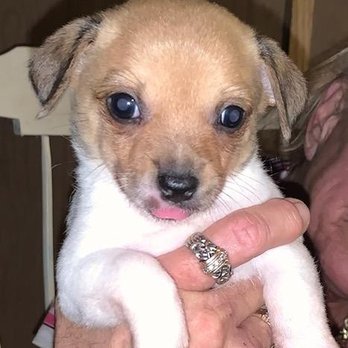 Choice Chihuahua's - Pet Breeders Near Me Choice Chihuahua's - Pet Breeders Near Me