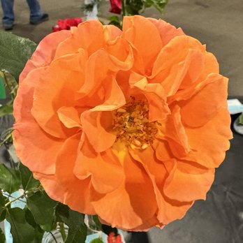 San Diego County Fair - Festivals Near Me - Del Mar, California