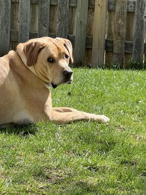 Cascade Hospital for Animals by null