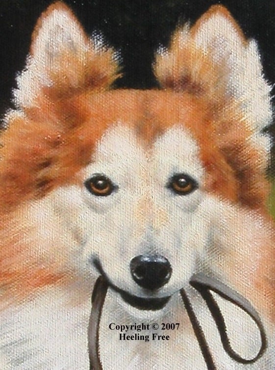 HEELING FREE DOG SCHOOL 1755 W 9th Pl Eugene Oregon Pet Training