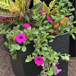 Begonia Brothers - Flower pots that begonia brothers designed