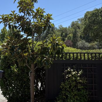 Moon Valley Nurseries - Magnolia tree - Nurseries & Gardening Near Me - Santa Rosa, California