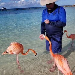 Live Love Drink Travel - Dream Vacations - Feeding flamingos in Aruba