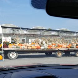 Vanthomme's Greenhouses - Pumpkin lineup for the year