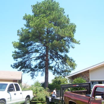 Fourth Generation Tree Service - Pine Tree removal - Tree Services Near Me Fourth Generation Tree Service - Pine Tree removal - Tree Services Near Me