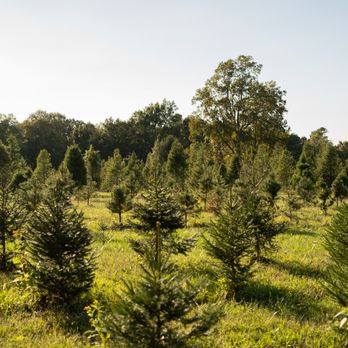 Foxfire Christmas Tree Farm - We have Scotch Pine, Douglas Fir, White Pine, and Norway Spruce this year! $55 each cut your own Virginia Grown - Christmas Trees Near Me - Scottsville, Virginia Foxfire Christmas Tree Farm - We have Scotch Pine, Douglas Fir, White Pine, and Norway Spruce this year! $55 each cut your own Virginia Grown - Christmas Trees Near Me - Scottsville, Virginia