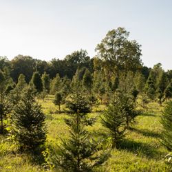 Foxfire Christmas Tree Farm