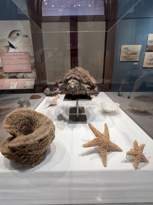 Key West Museum of Art & History at the Custom House by null