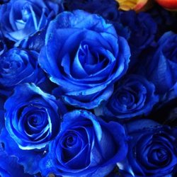 The Rose Man