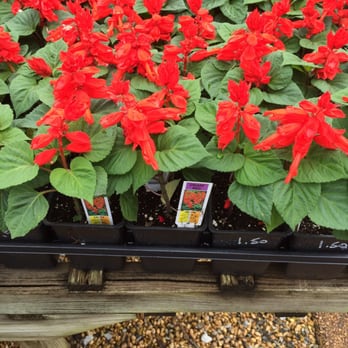 Millstone Market and Nursery - Nurseries & Gardening Near Me - Germantown, Tennessee Millstone Market and Nursery - Nurseries & Gardening Near Me - Germantown, Tennessee