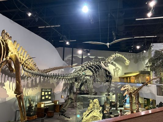 Mountain America Museum of Ancient Life at Thanksgiving Point by null