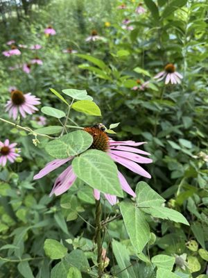 Effigy Mounds National Monument by null