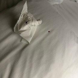 Dead bed bug Dead bed bug