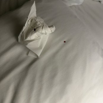 Best Western Bishop Lodge - Dead bed bug - Hotels Near Me - Bishop, California Best Western Bishop Lodge - Dead bed bug - Hotels Near Me - Bishop, California