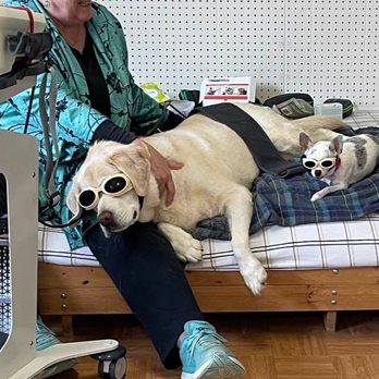 Paws For Holistic Pet Care - Joy and Gracie enjoying Cold Laser therapy from Dr. Verna - Veterinarians Near Me - Marshall, Virginia Paws For Holistic Pet Care - Joy and Gracie enjoying Cold Laser therapy from Dr. Verna - Veterinarians Near Me - Marshall, Virginia