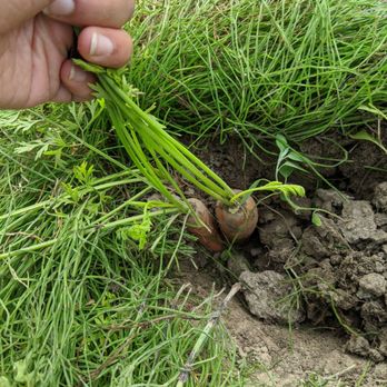 Bailey Family Farm - Pick Your Own Farms Near Me - Snohomish, Washington