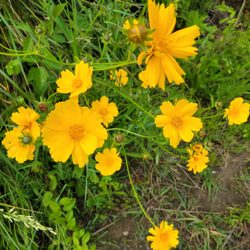 French Broad River Park - Flowers