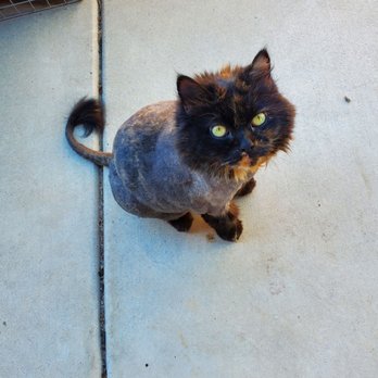 Scoobe Doo Pet Mobile Grooming - The pretty kitty after! It is a beautiful haircut and we love it!!! - Pet Groomers Near Me - Escondido, California Scoobe Doo Pet Mobile Grooming - The pretty kitty after! It is a beautiful haircut and we love it!!! - Pet Groomers Near Me - Escondido, California