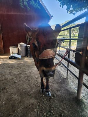 Blossom Peak Ranch by null