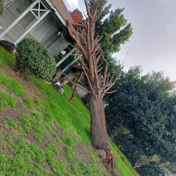 Discount Tree Care Arborist - Tree fallen over. - Tree Services Near Me - Long Beach, California