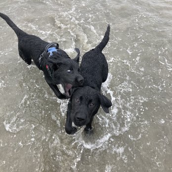 Karma Dog Training - Yuzu learning to play nice :) - Pet Training Near Me - San Diego, California Karma Dog Training - Yuzu learning to play nice :) - Pet Training Near Me - San Diego, California