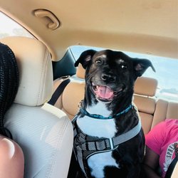 BARC Animal Shelter and Adoptions - Cole : Lab Mix