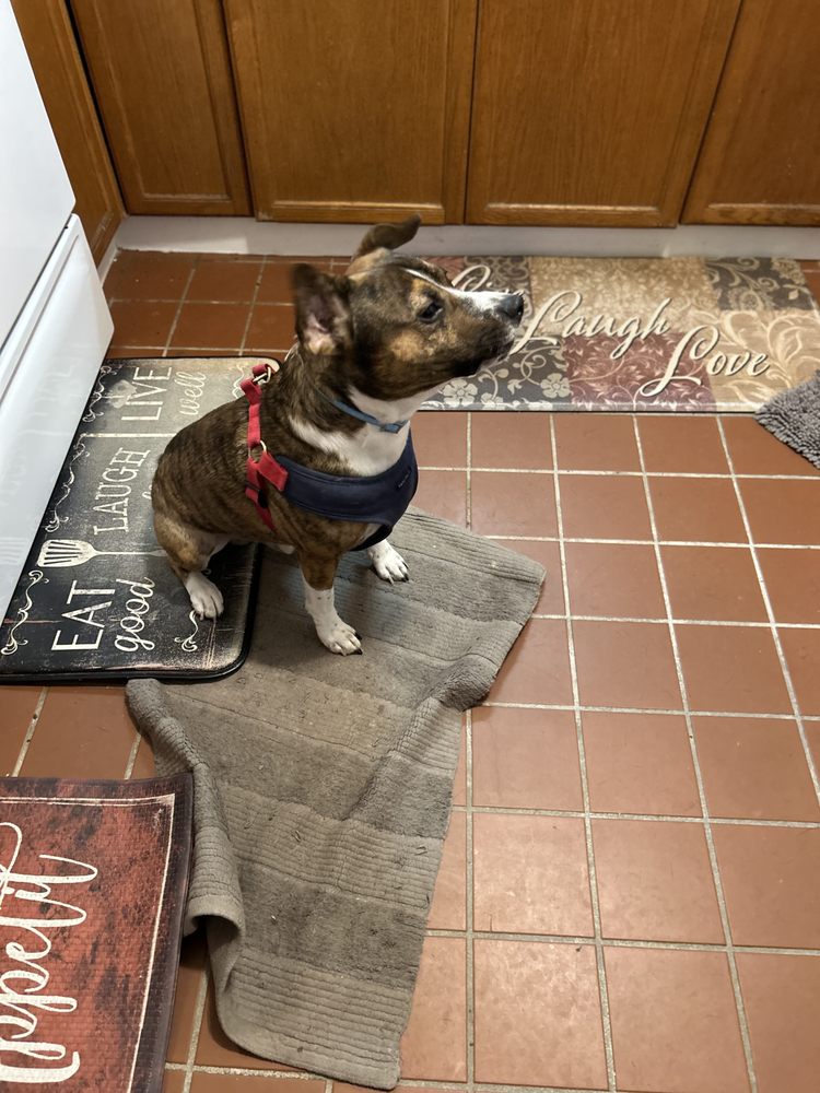 CHAUNCEY’S PLACE Updated June 2024 338 Old Walnut Branch, North