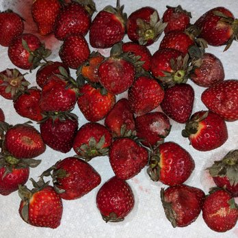 Sam's Club - Moldy Strawberries - Wholesale Stores Near Me - Newington, Connecticut Sam's Club - Moldy Strawberries - Wholesale Stores Near Me - Newington, Connecticut