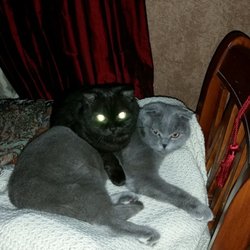 Benjamin Rosnick, DVM - Masha and Daisy