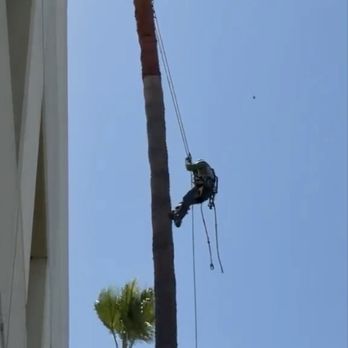 Inexpensive Tree Services - Tree Services Near Me - Los Angeles, California Inexpensive Tree Services - Tree Services Near Me - Los Angeles, California