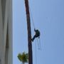 Photo of Inexpensive Tree Services