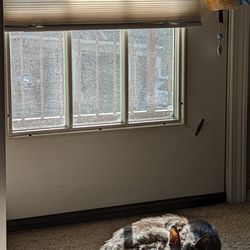 ShadewoRx - Sydi grateful the blinds are repaired so she gets her daily dose of sunshine.
